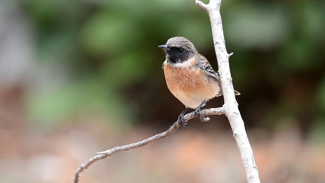 European Stonechat - ML201898881