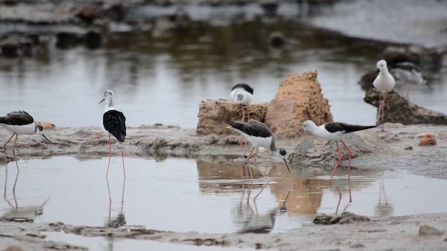 Black-winged Stilt - ML201898951