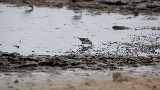 Little Stint - ML201898961