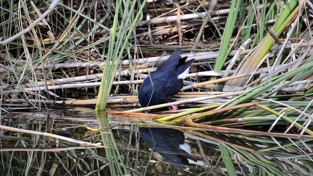 Western Swamphen - ML201899011