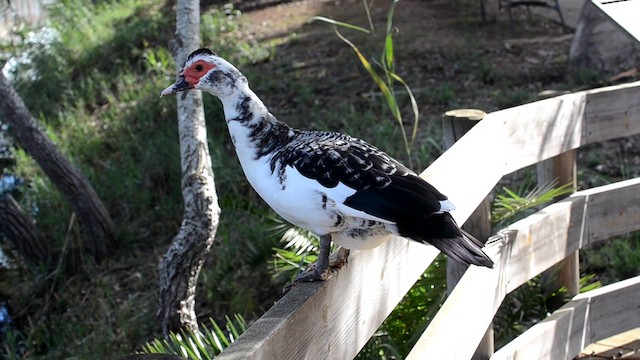 Muscovy Duck (Domestic type) - ML201899041