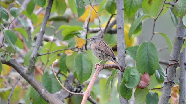 Dunnock - ML201899201