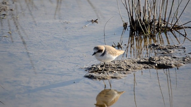 Kentish Plover (Kentish) - ML201899271