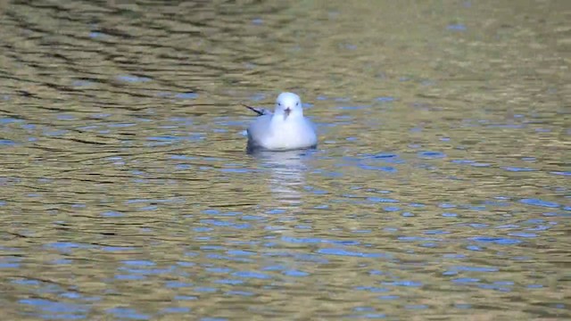 Gaviota de Audouin - ML201899311