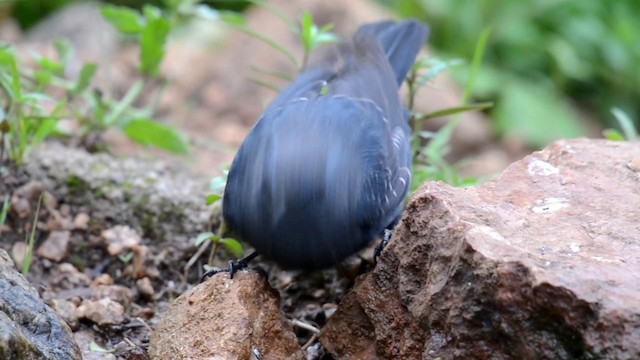 Blue Rock-Thrush - ML201899331