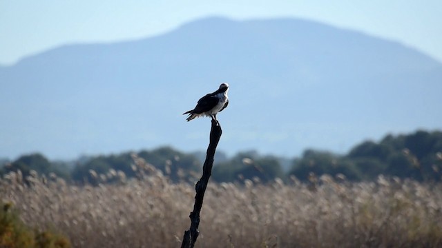 Águila Pescadora (haliaetus) - ML201899371