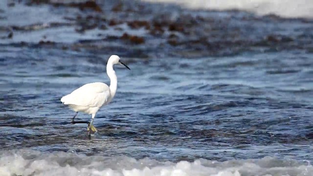 Little Egret (Western) - ML201899421