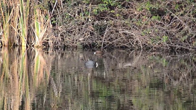 Ferruginous Duck - ML201899431