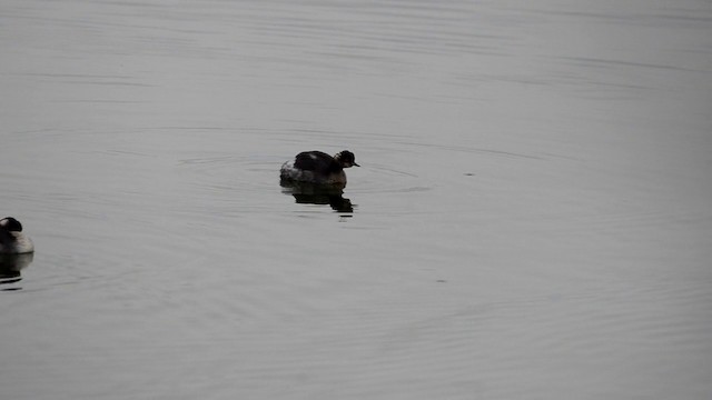 Eared Grebe - ML201899451