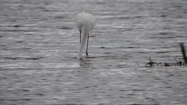 Greater Flamingo - ML201899491