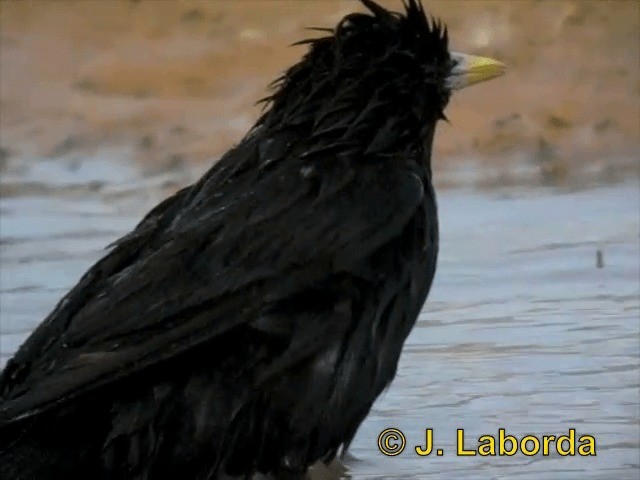 Spotless Starling - ML201899661