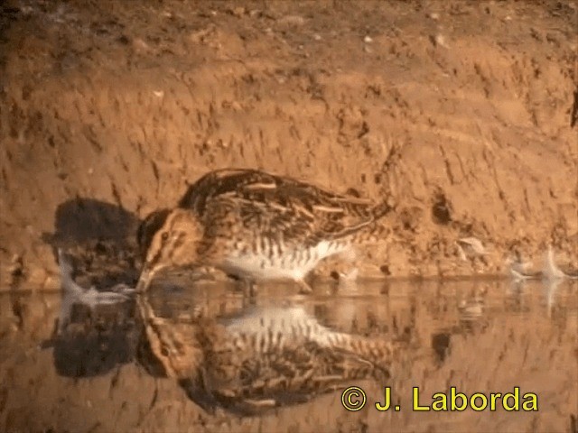 Common Snipe - ML201900271