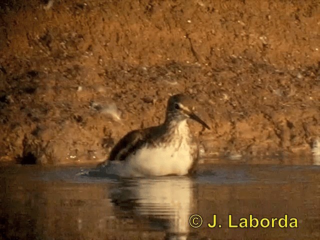 Green Sandpiper - ML201900331