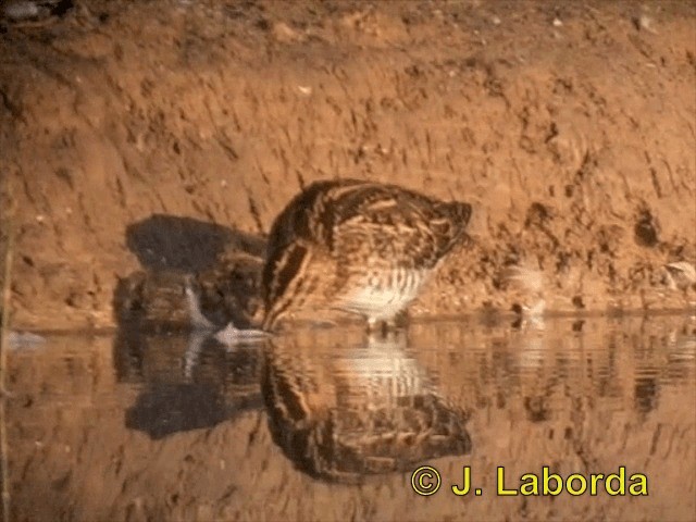 Common Snipe - ML201900361