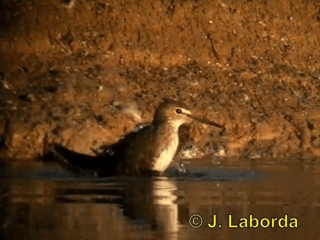 Green Sandpiper - ML201900401