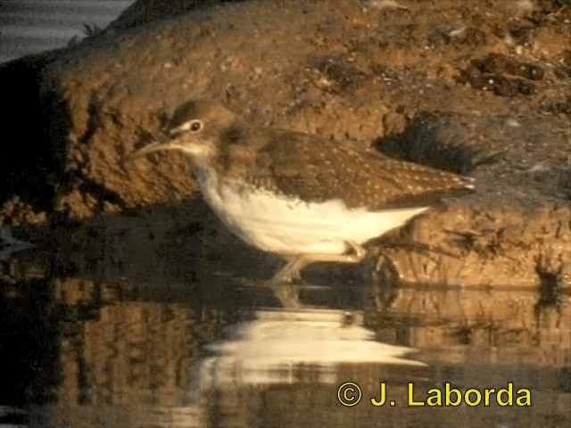 Green Sandpiper - ML201900421