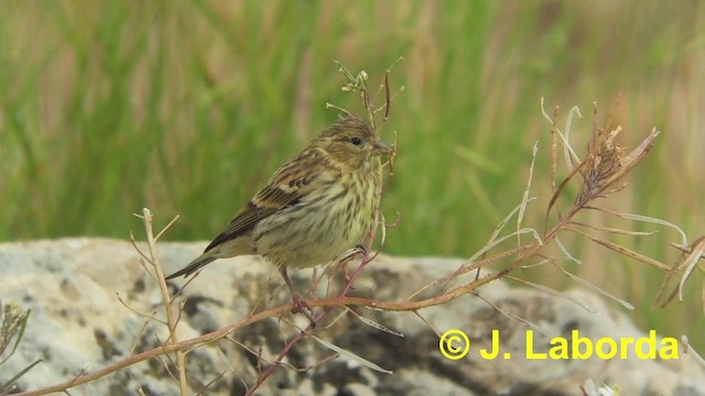 European Serin - ML201900461