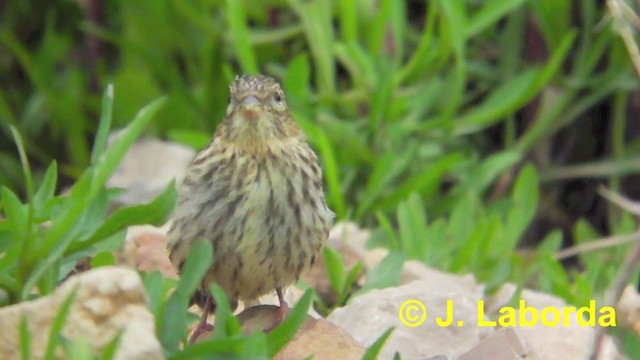 European Serin - ML201900511