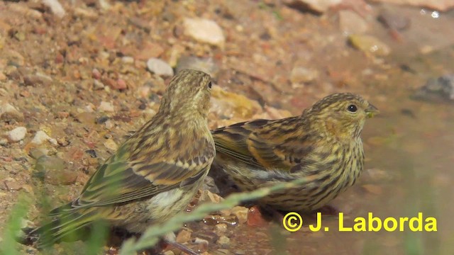 European Serin - ML201900621