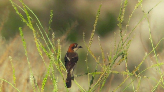 Woodchat Shrike (Western) - ML201901141