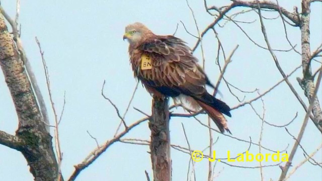 Red Kite (Red) - ML201901301