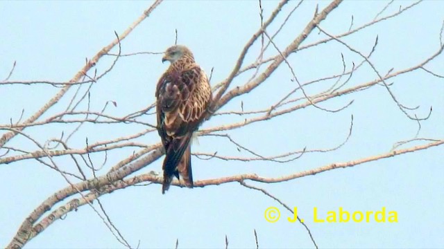 Red Kite (Red) - ML201901331