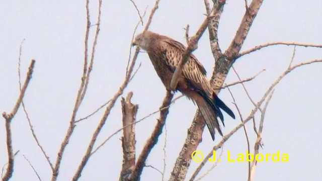 Red Kite (Red) - ML201901361