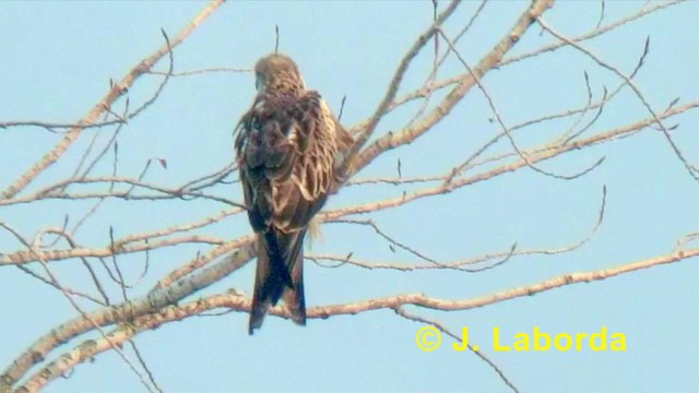 Red Kite (Red) - ML201901381