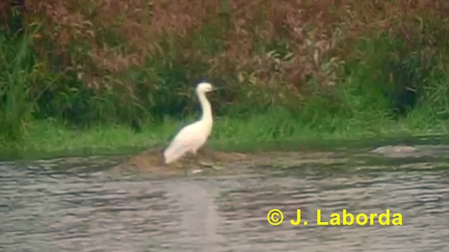 Little Egret (Western) - ML201901411