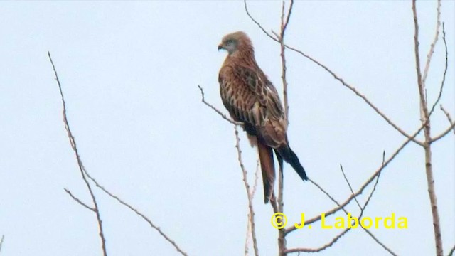 Red Kite (Red) - ML201901421