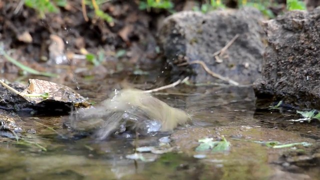 Willow Warbler - ML201902171