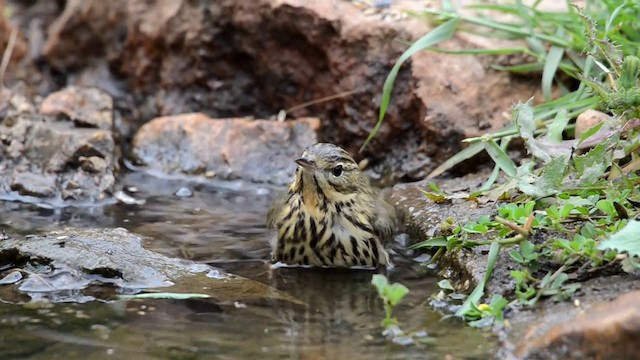 Tree Pipit - ML201902201