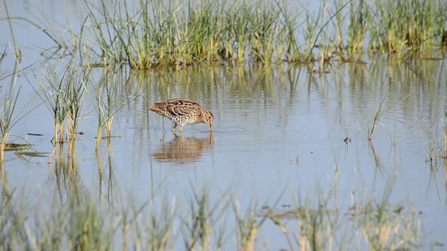 bekasina větší - ML201902211