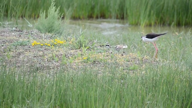 Black-winged Stilt - ML201902251