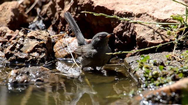 Balearic Warbler - ML201902261