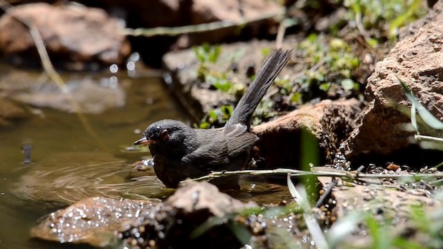 Balearic Warbler - ML201902271