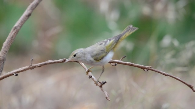 Western Bonelli's Warbler - ML201902351