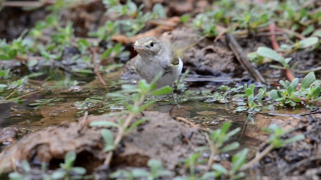 Mosquitero Papialbo - ML201902361