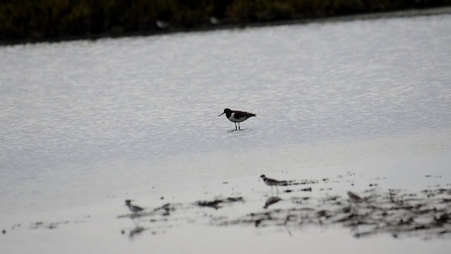 Eurasian Oystercatcher (Western) - ML201902421