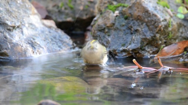 Goldcrest (European) - ML201902491