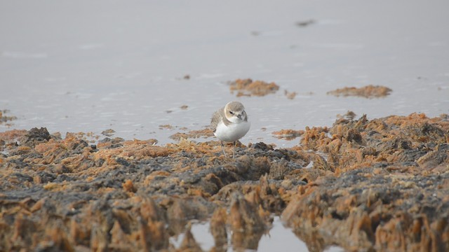 hvitbrystlo (alexandrinus/nihonensis) - ML201902521