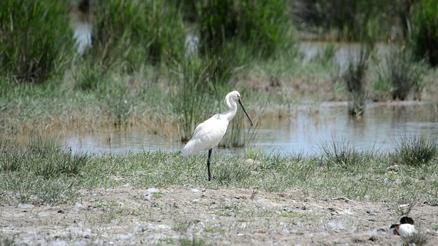 Eurasian Spoonbill - ML201902581