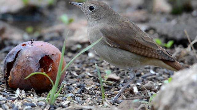 Common Nightingale - ML201902611