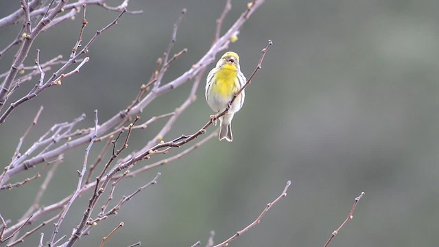 European Serin - ML201902641