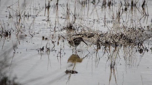 slučka malá - ML201902651