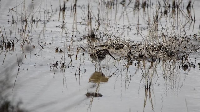 Jack Snipe - ML201902651