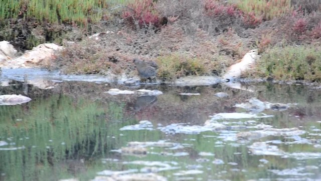 Spotted Crake - ML201902661