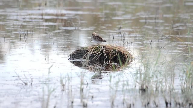 Pectoral Sandpiper - ML201902691