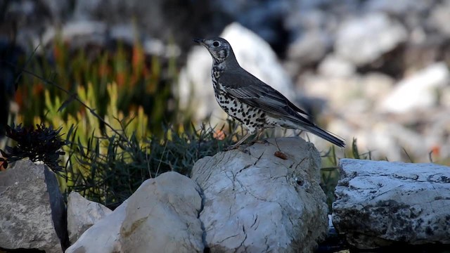 Mistle Thrush - ML201902721