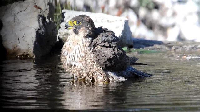 Peregrine Falcon (Mediterranean) - ML201902731